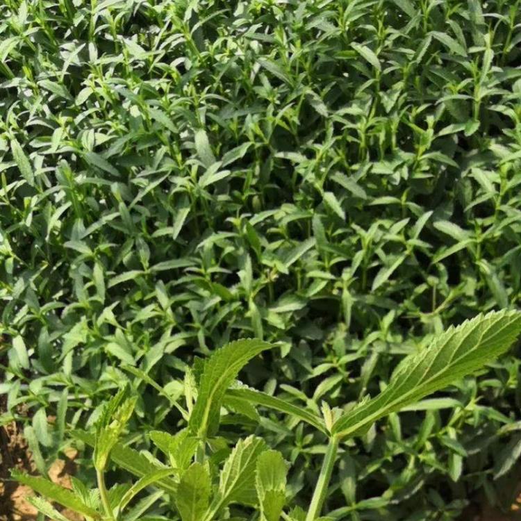 柳叶马鞭草种植基地 宿根地被植物柳叶马鞭草 柳叶马鞭草 桑托斯马鞭草