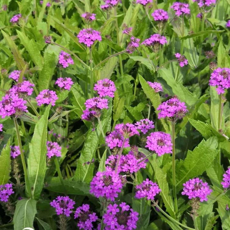 桑托斯马鞭草价格 桑托斯马鞭草基地  马鞭草
