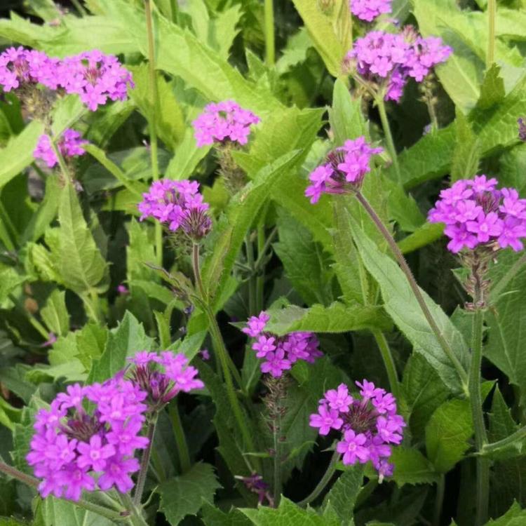 桑托斯马鞭草种植基地 桑托斯马鞭草报价 桑托斯马鞭草哪里有 马鞭草
