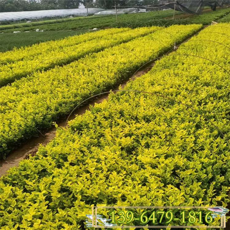 金叶女贞大小苗价格 小叶女贞花苗 黄叶植物拼色拼图型