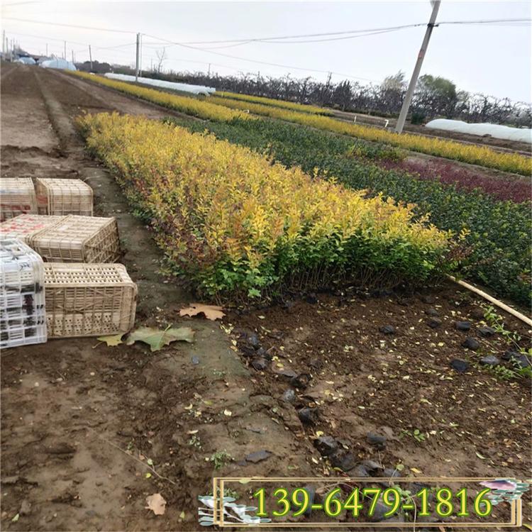 高度45公分金叶女贞工程苗批发 青州金叶女贞基地  山东一手货源