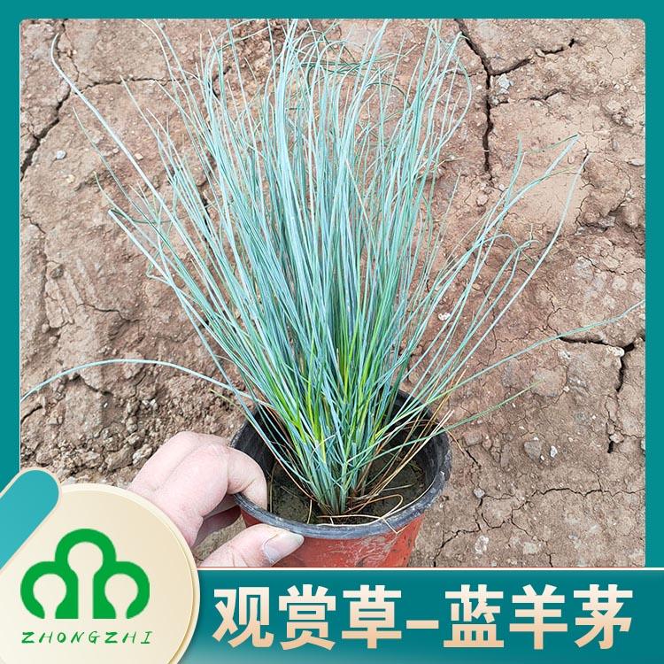 蓝羊茅 盆栽 蓝草 花镜艺术 观赏草点缀 耐寒 耐旱 庭院 道路绿化 园林绿化工程 蓝羊茅多久浇一次水