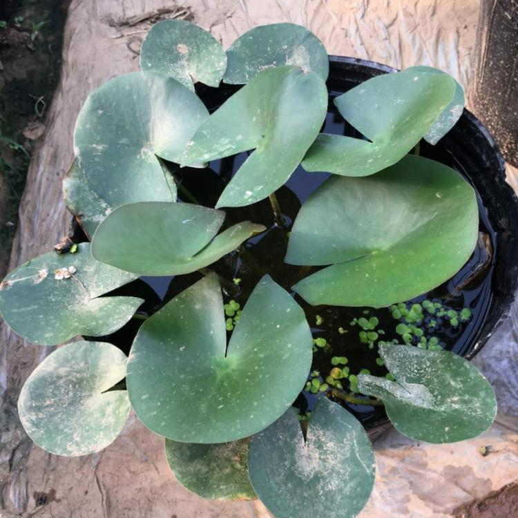 睡莲价格 睡莲种植基地 盆栽睡莲大小盆 水生植物睡莲