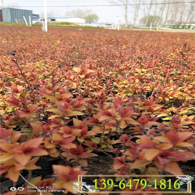 金山绣线菊批发 金焰绣线菊价格 粉花宿根花卉苗木