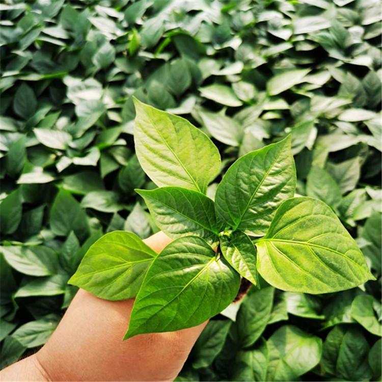 辣椒苗 寿光种苗 辣椒种苗 广辰