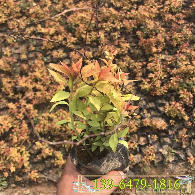 出售金山绣线菊 工程绿化苗木 30打底绣线菊小苗基地直销