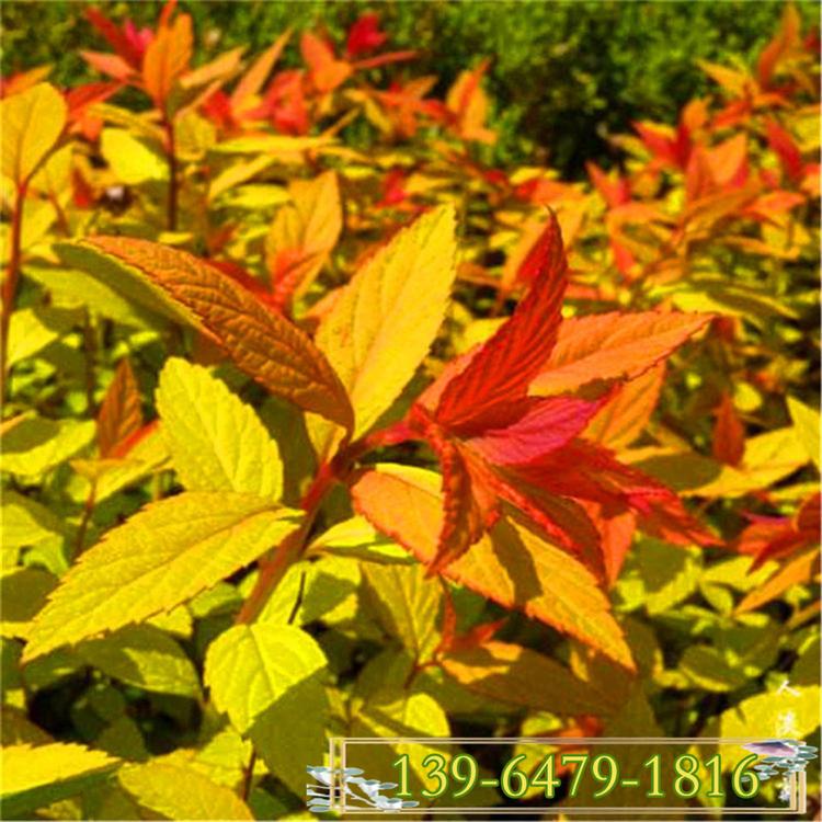 红花珍珠绣线菊 金叶绣线菊 青叶绣线菊 量大价优