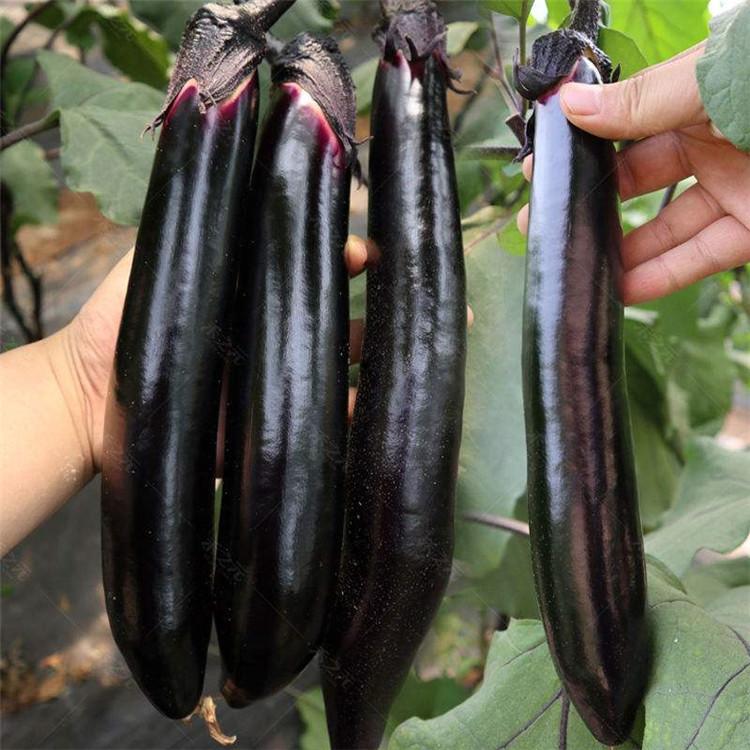 茄子苗  长茄子种苗  广辰种苗  量大价优