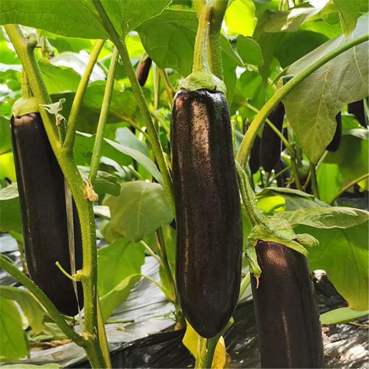 长茄子苗 大棚茄子苗  寿光种苗供应   耐储运种苗