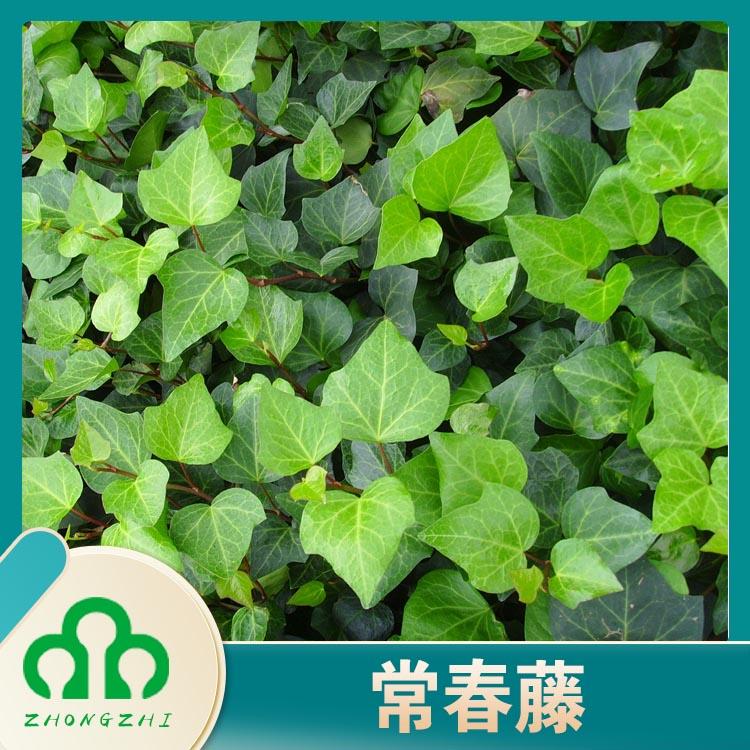 常春藤 爬藤植物 爬蔓藤本耐阴植物 五叶地锦 三叶地锦 爬山虎爬墙