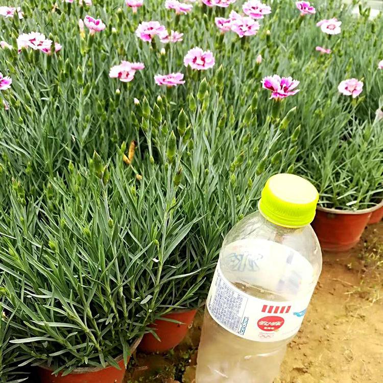 彩虹石竹小苗 宿根草花价格 产地供应 彩虹石竹价格