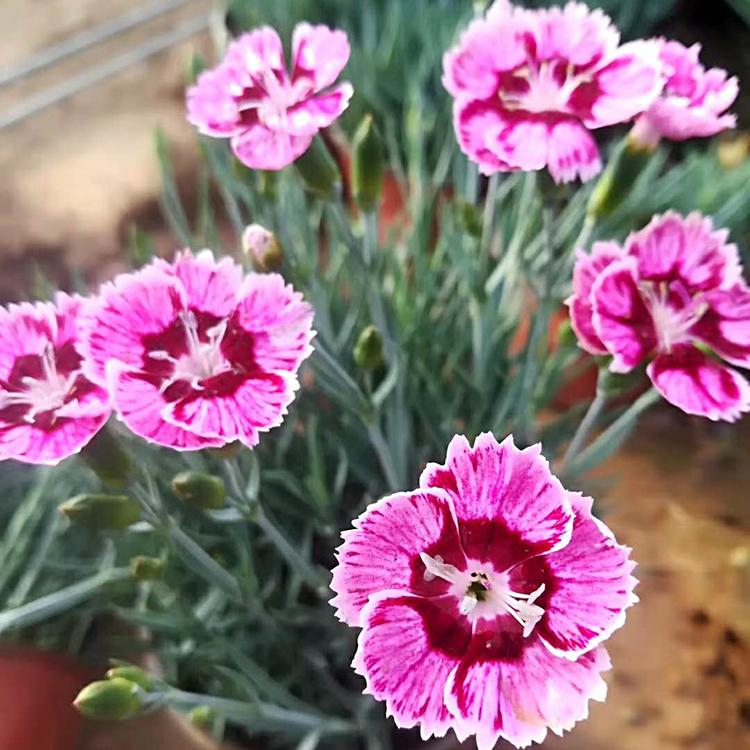 彩虹石竹小苗 宿根草花价格 基地供应 彩虹石竹行情