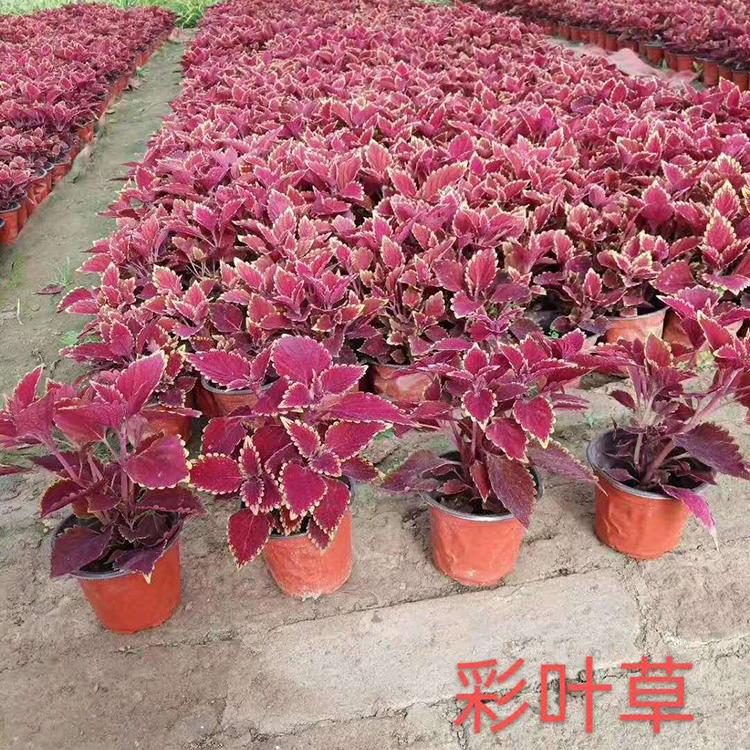 基地供应 彩叶草 彩叶草销售