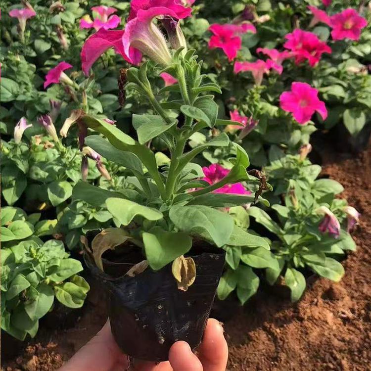 垂钓牵牛 青州草花 苗圃供应 垂钓牵牛培育基地