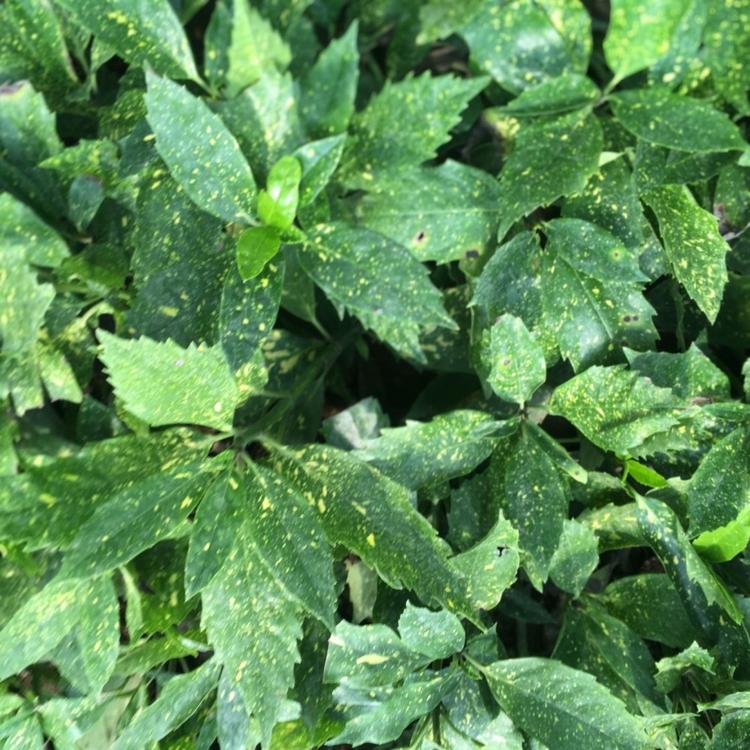 洒金珊瑚价格洒金珊瑚基地洒金珊瑚批发直销