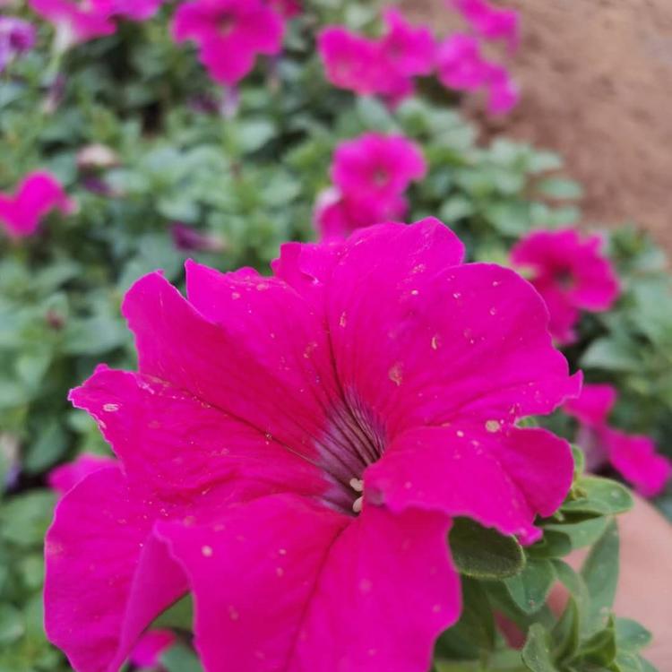 牵牛花基地 永顺花卉基地直销 山东牵牛花