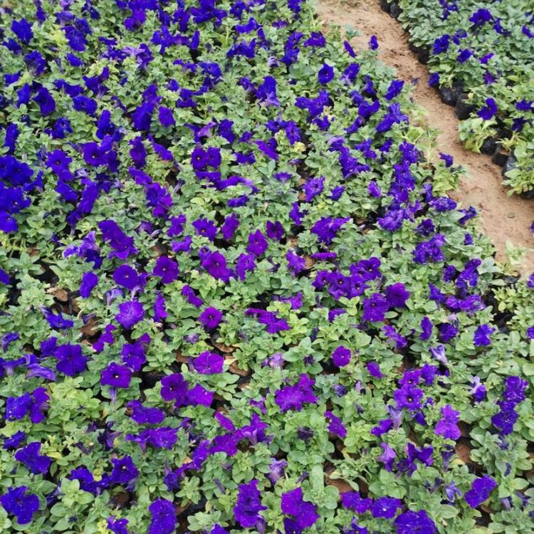 批发盆栽矮牵牛花 矮牵牛工程苗批发价格 多色时令草花牵牛花种植基地