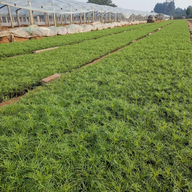 波斯菊小苗 苗圃供应优良波斯菊 波斯菊花海苗 永顺花卉