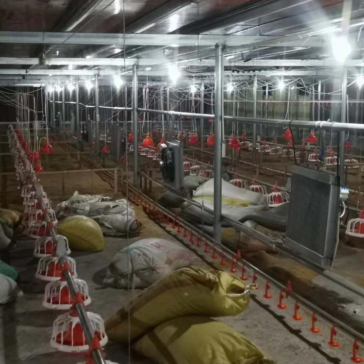 养鸡自动投料机 养鸡自动喂料机  养鸡自动化料线 水线