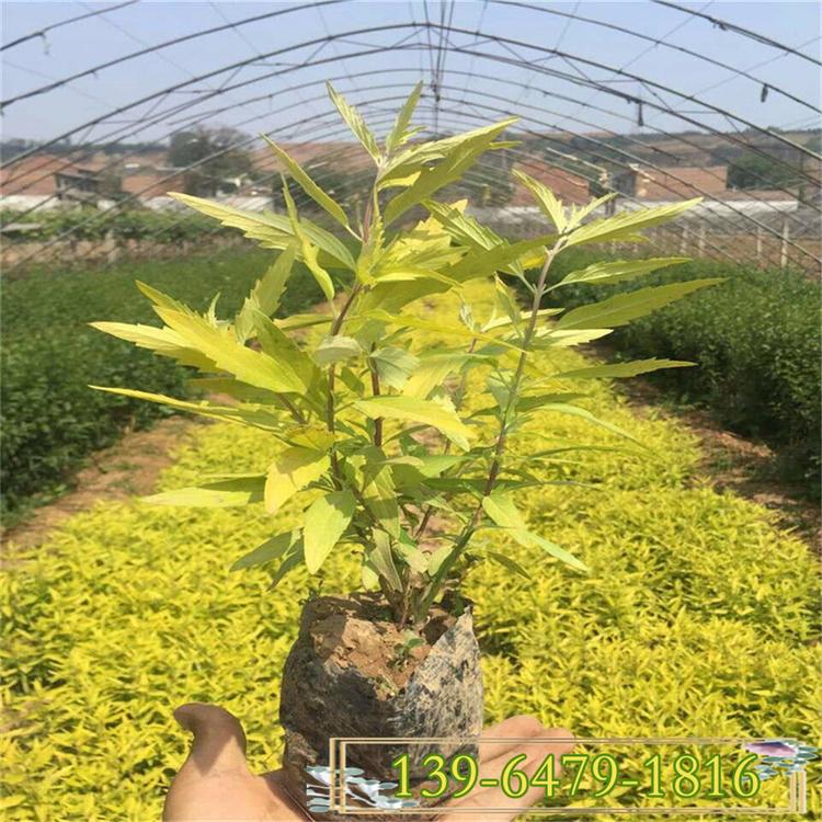 批发金叶莸工程苗 金叶莸杯苗价格 拼色图案色块用苗