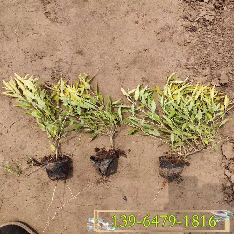 绿化金叶莸带土盆栽苗种植基地 耐贫瘠金叶莸供货