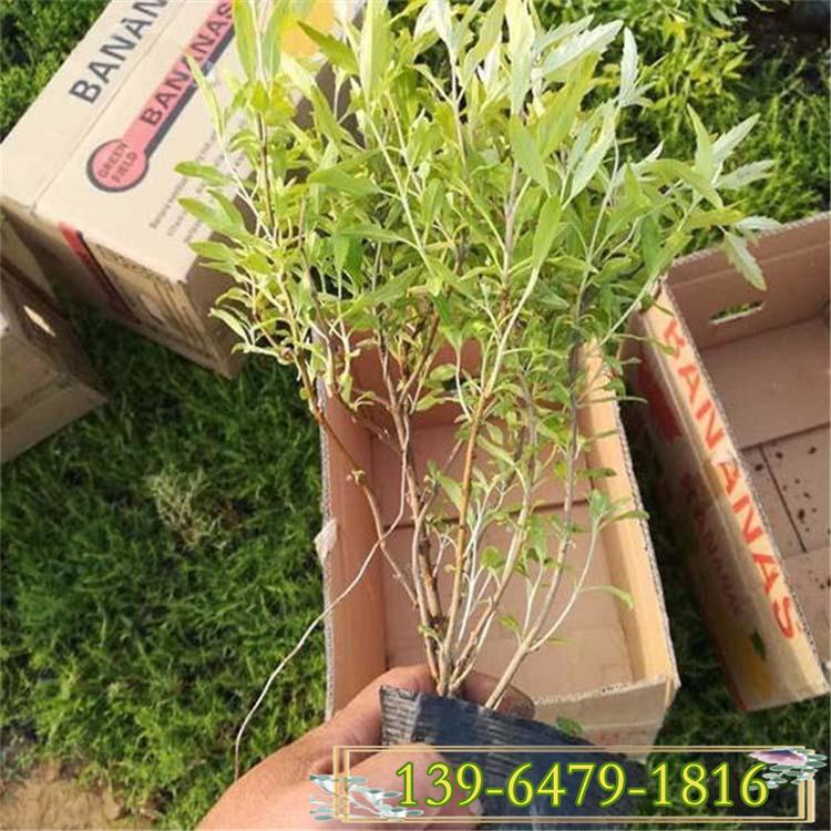 中华金叶莸苗价格 护坡固土植物金叶莸 阳光金叶莸种植基地