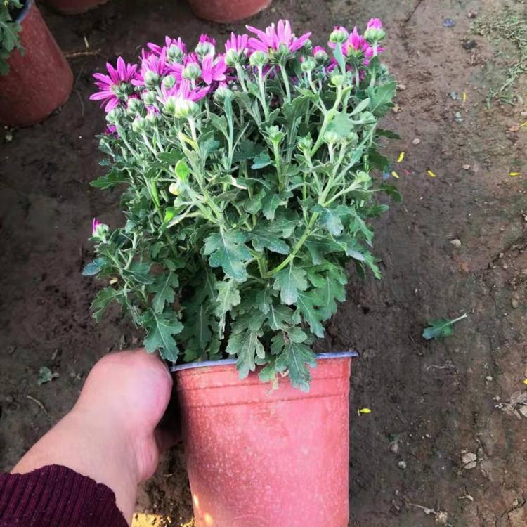 青州千头菊价格