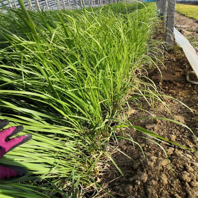 拂子茅 拂子茅基地 山东拂子茅供应 拂子茅价格