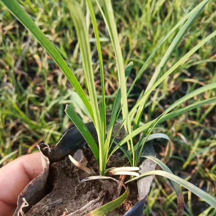 青州麦冬草价格
