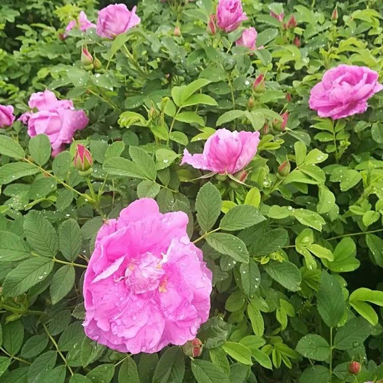 中天玫瑰批发价格
