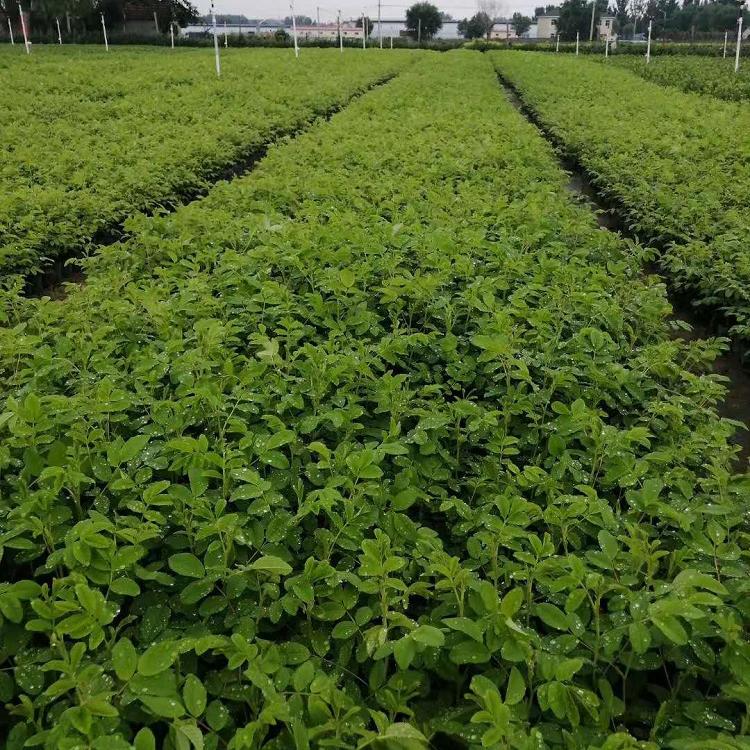 供应耐寒 中天玫瑰价格 中天玫瑰 落叶灌木