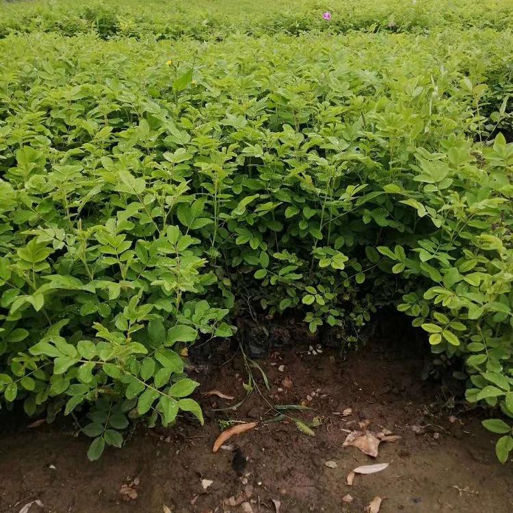 玫瑰 昆明中天玫瑰批发 青州中天玫瑰基地