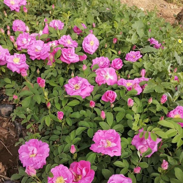 花苗四季玫瑰价格 中天玫瑰 冬春赏枝