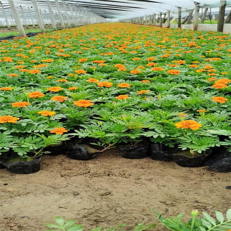 青州绿化孔雀草 孔雀草价格 孔雀草花海