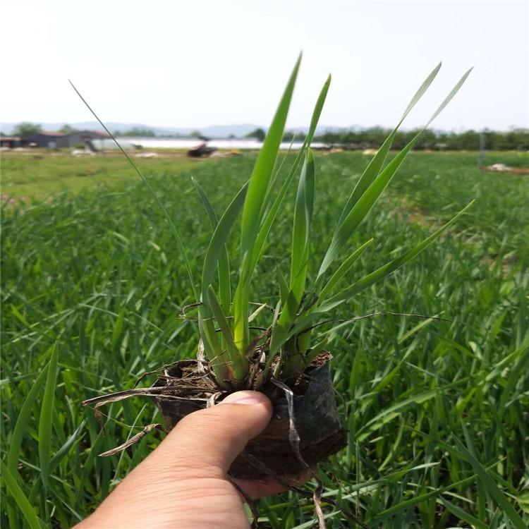 马兰花栽植与养护 马兰花小苗价格 马兰花种植基地