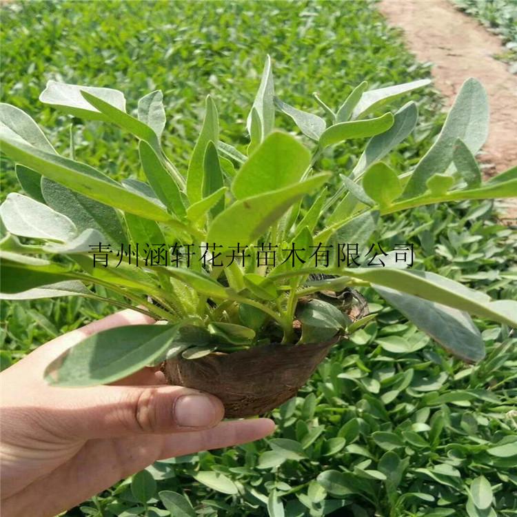 大量批发金鸡菊杯苗     金鸡菊种植基地    金鸡菊