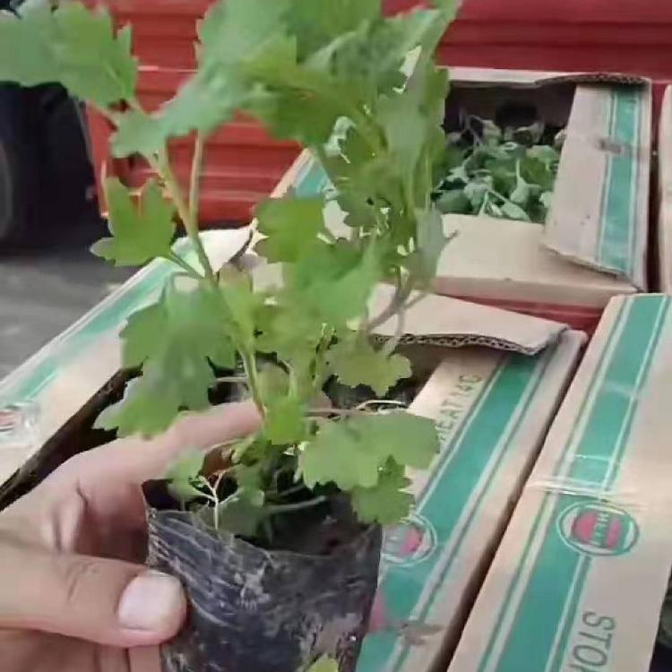 地被菊杯苗   地被菊基地种植   地被菊价格