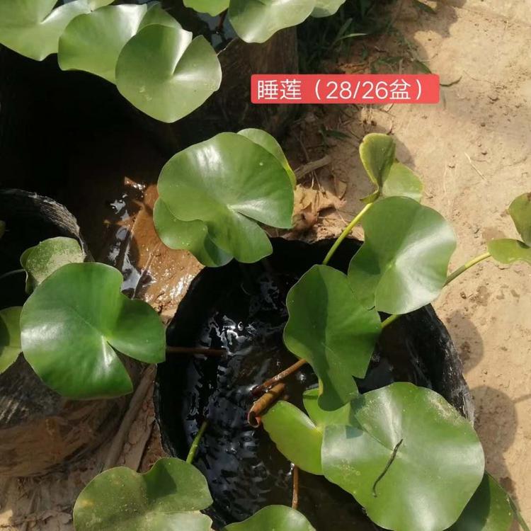 睡莲种植基地 睡莲价格 睡莲盆苗