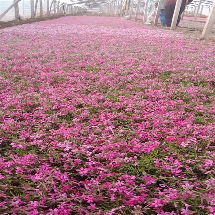 芝樱价格   芝樱直销商