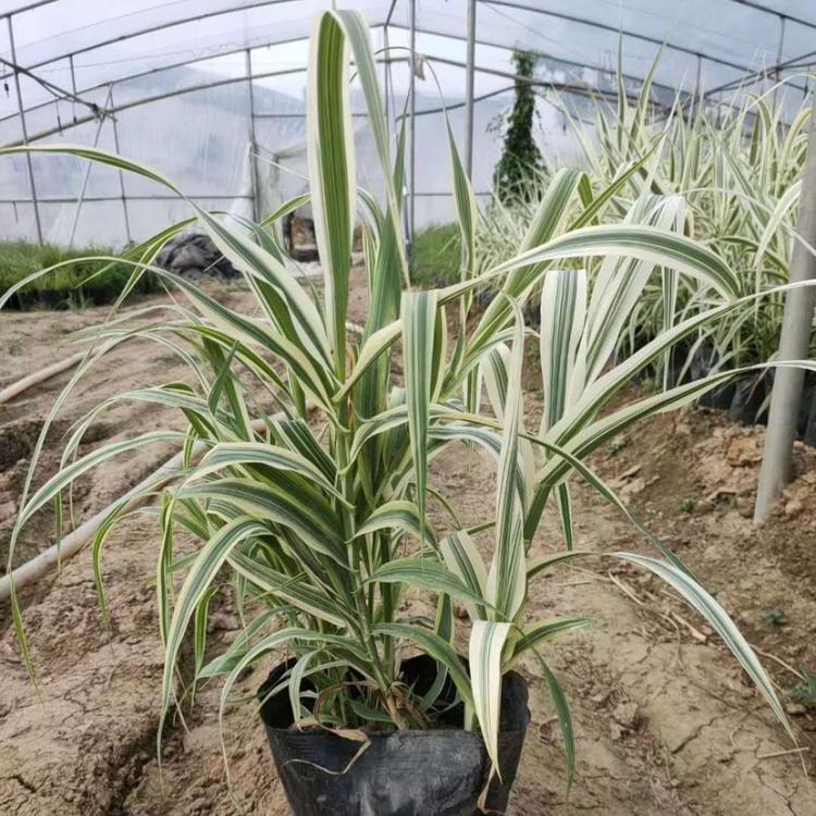 花叶芦竹价格 花叶芦竹批发商 水生植物花叶芦竹