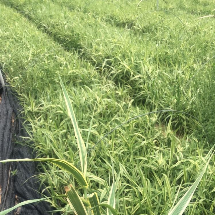 花叶芦竹种植基地 花叶芦竹批发基地 花叶芦竹杯苗
