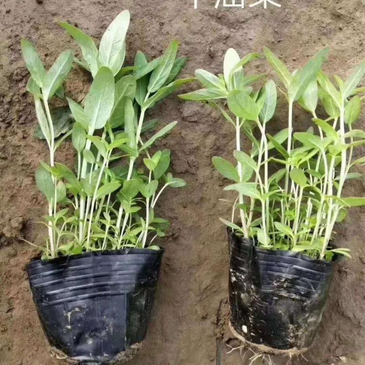 千屈菜价格 千屈菜量大从优 水生植物千屈菜