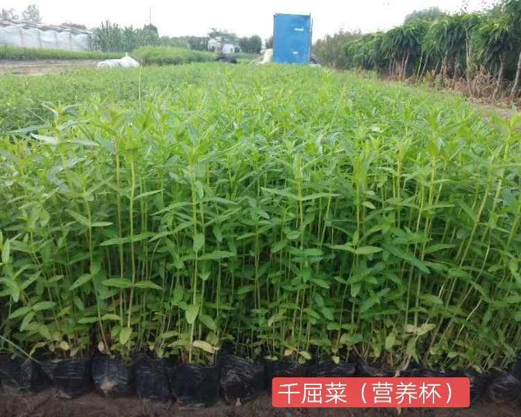 千屈菜种植基地 千屈菜批发价格 千屈菜报价