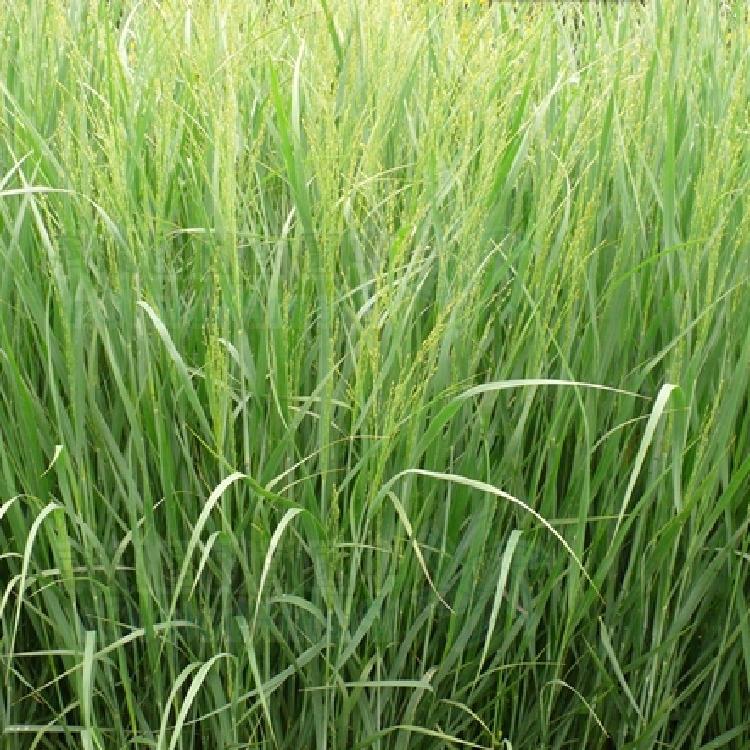 柳枝稷价格