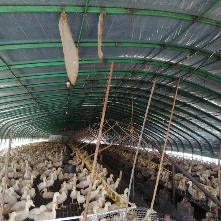 陕西内蒙温室养殖大棚养猪大棚肉鸭肉牛肉羊养殖大棚值得信赖