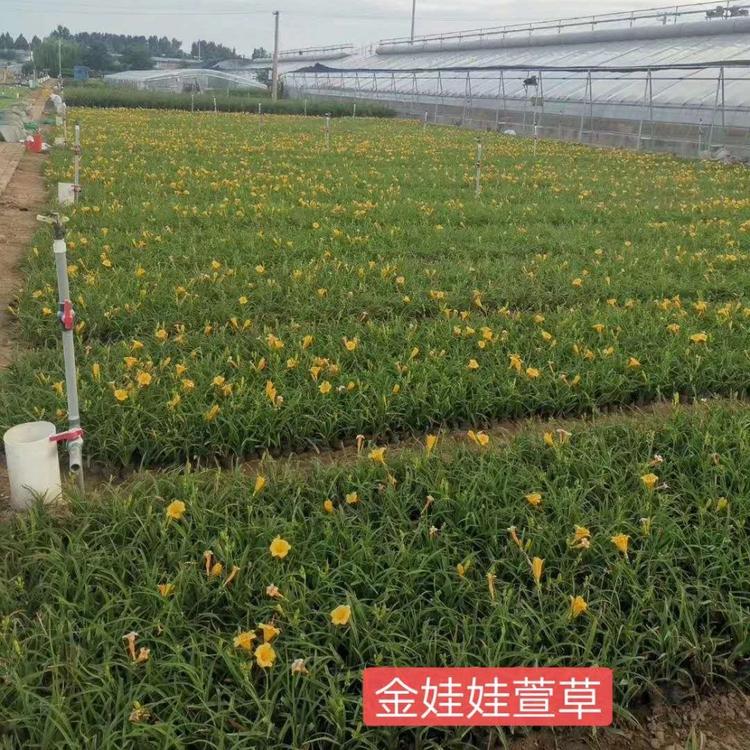 金娃娃萱草种植基地 金娃娃萱草批发价格 观赏草金娃娃萱草