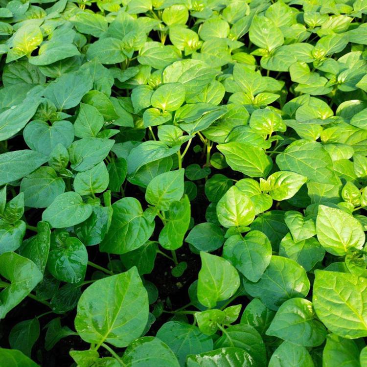 常年批发茄子种苗种苗批发    常年批发茄子种苗