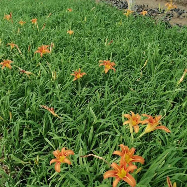 大花萱草价格 大花萱草批发基地 小苗大花萱草