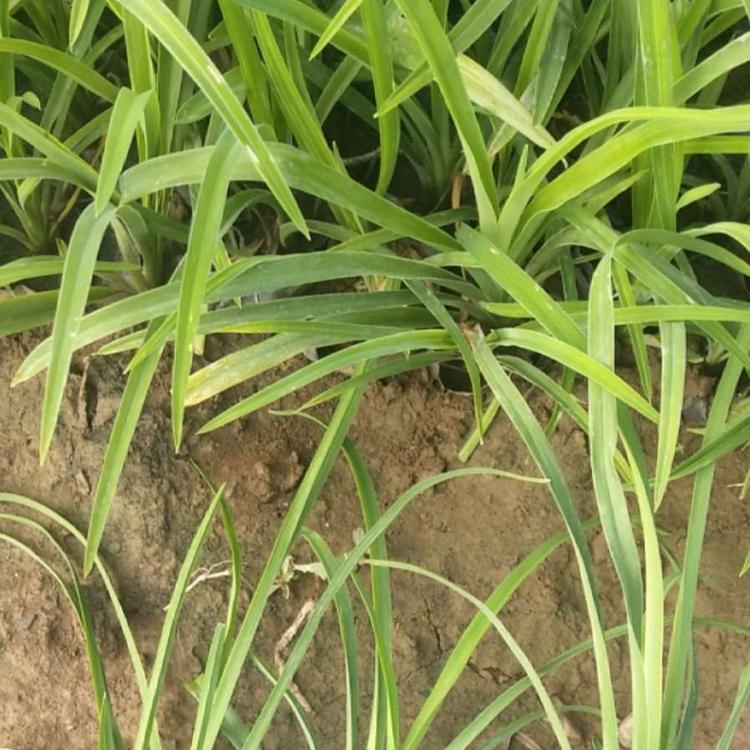 大花萱草种植基地 大花萱草价格 大量供应大花萱草
