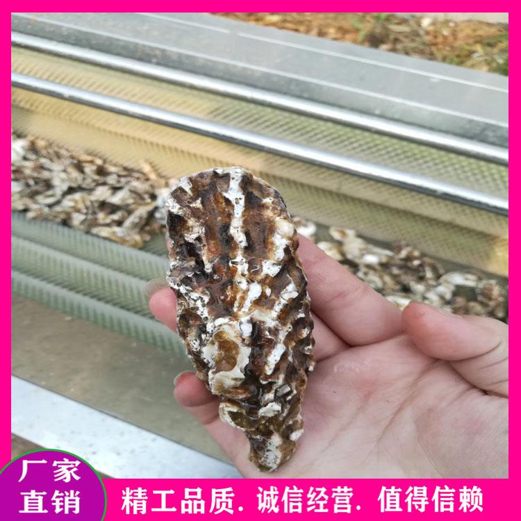 全自动根茎类毛辊去皮清洗机 鲜姜毛辊去皮机 海鲜去泥机 喷淋式清洗机厂家直销